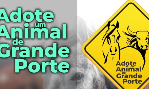 Campanha para doação de animais de grande porte começa nesta terça-feira em Formiga