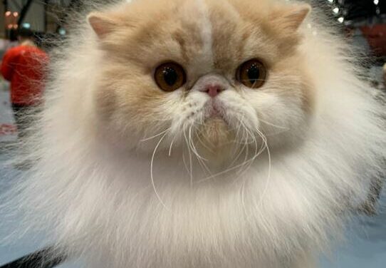 Gato mineiro é campeão mundial na Noruega