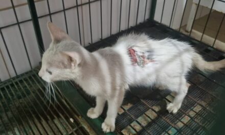 Gato ferido e preso em bueiro é resgatado pelos bombeiros em Formiga