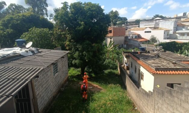 Gato é resgatado pelos bombeiros de Formiga após ficar preso em árvore
