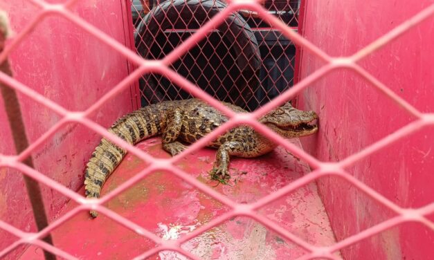Jacaré é encontrado próximo à entrada de residência em zona rural