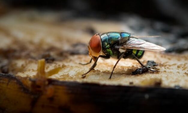 Mosca que transmite tuberculose: áudio sobre doença ‘falsa’ viraliza e assusta moradores de BH