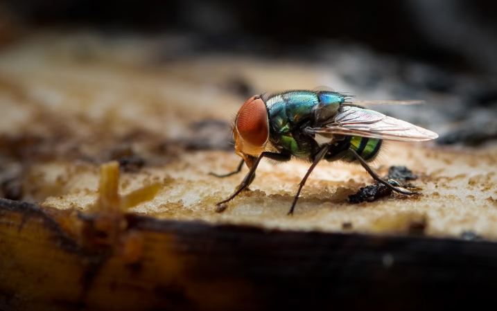 Mosca que transmite tuberculose: áudio sobre doença ‘falsa’ viraliza e assusta moradores de BH