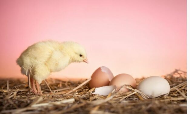 O que veio primeiro: o ovo ou a galinha? Estudo na Suíça chega a uma conclusão
