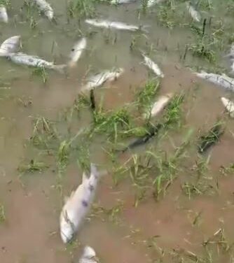 União e ANEEL se tornam rés em ação que defende estabelecimento de Cota Mínima no Lago de Furnas