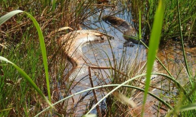 Aparição de sucuris na região de Lagoa da Prata tem deixado população inquieta