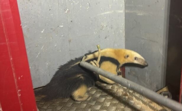 Tamanduá-mirim é resgatado no bairro Ouro Verde, em Formiga