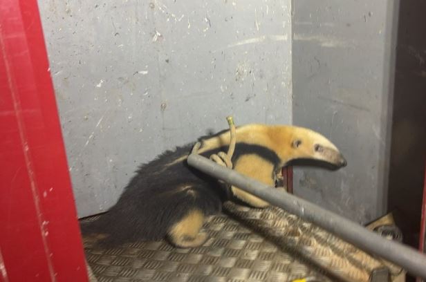 Tamanduá-mirim é resgatado no bairro Ouro Verde, em Formiga