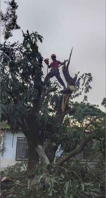 Bombeiros removem árvore atingida por raio em Arcos