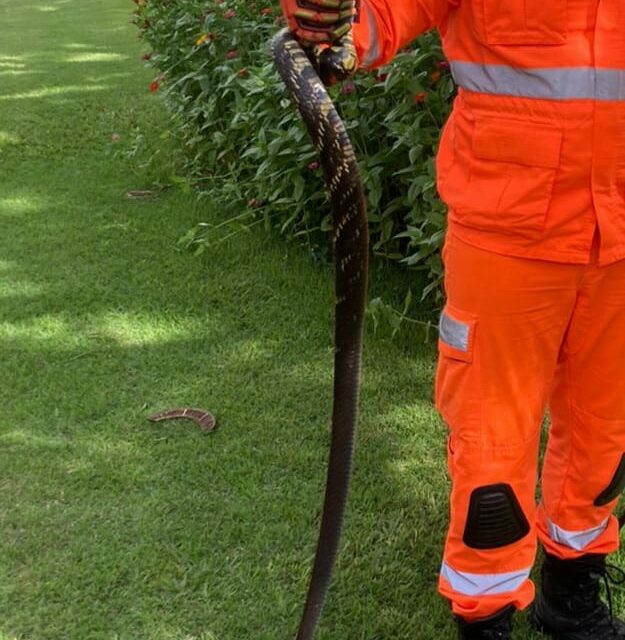 Bombeiros captura cobra caninana na Comunidade de Serrinha em Formiga