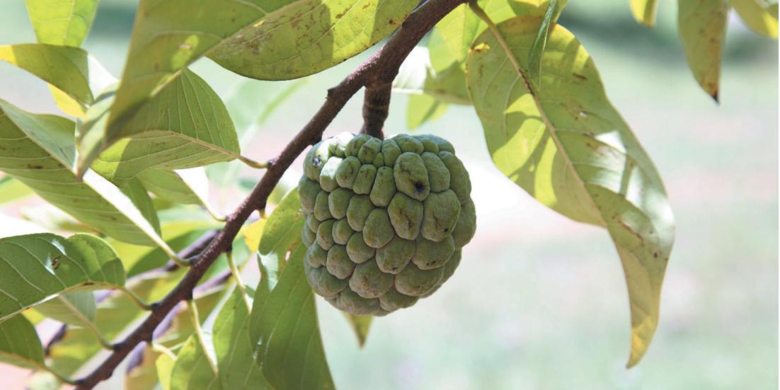 Pesquisa aponta que substância extraída das folhas da fruta-do-conde é também anti-inflamatória