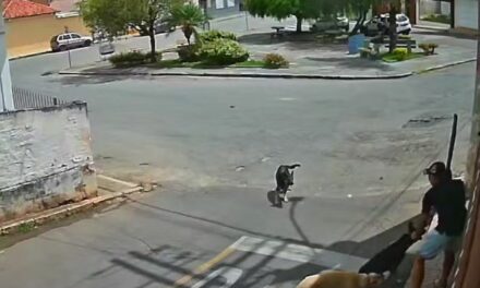 Homem é detido por maus-tratos após agredir cão com pauladas em Minas
