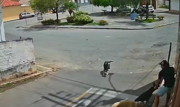 Homem é detido por maus-tratos após agredir cão com pauladas em Minas