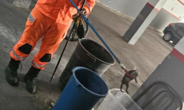 Bombeiros capturam gambá em hotel de Formiga