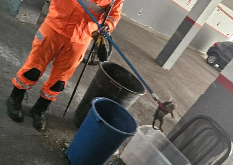 Bombeiros capturam gambá em hotel de Formiga