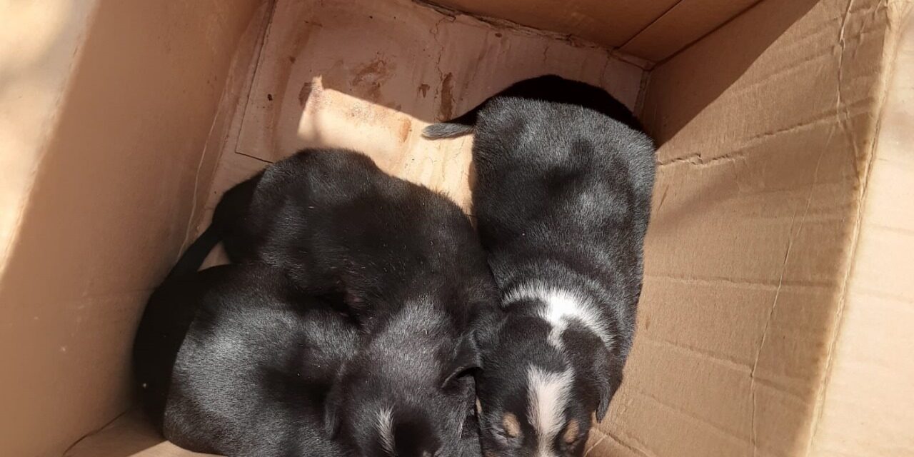 Formiga: bombeiros resgatam três filhotes de cães feridos em estrada da comunidade Padre Doutor