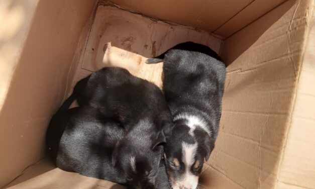 Formiga: bombeiros resgatam três filhotes de cães feridos em estrada da comunidade Padre Doutor