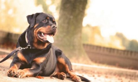Cão rottweiler se desprende de coleira e ataca adolescente em São Paulo