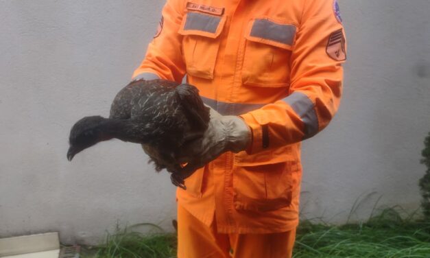 Filhote de Jacu é resgatado pelo Corpo de Bombeiros no bairro Santo Antônio, em Formiga