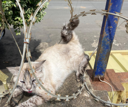 Gato é resgatado após ficar preso em cerca concertina em Lagoa da Prata
