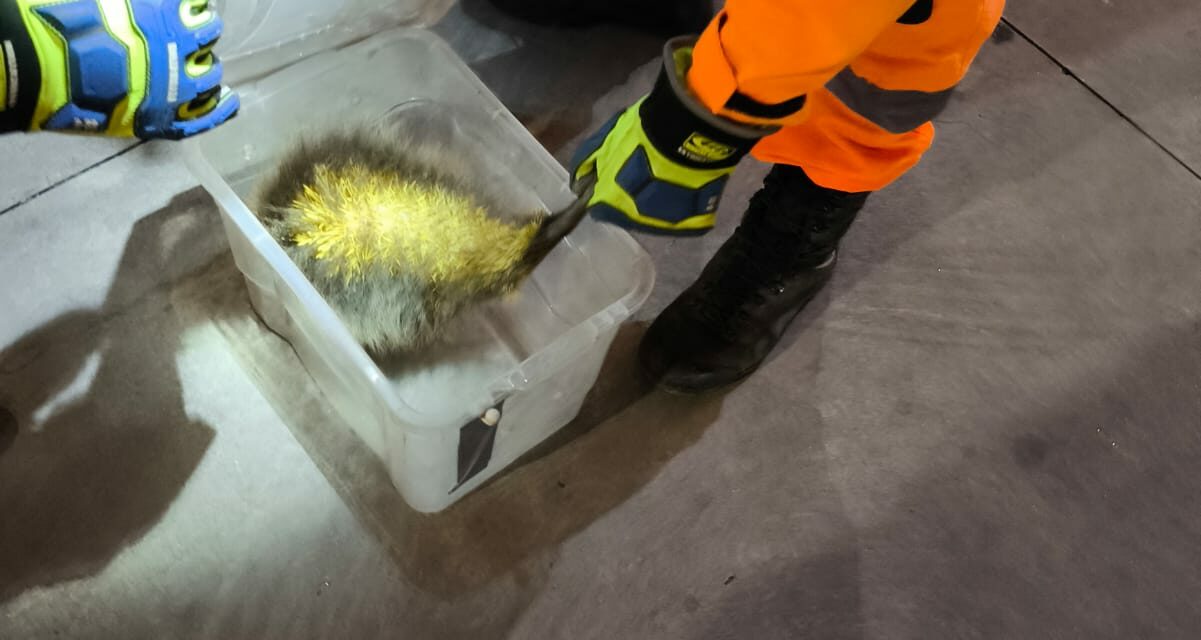 Bombeiros resgatam ouriço-cacheiro em farmácia no Centro de Formiga