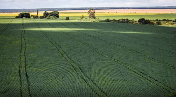 Em menos de quatro décadas, área destinada à soja cresce nove vezes