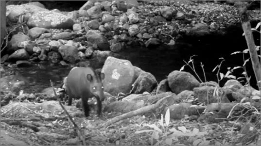 Consideradas extintas, antas são vistas no Rio após 100 anos