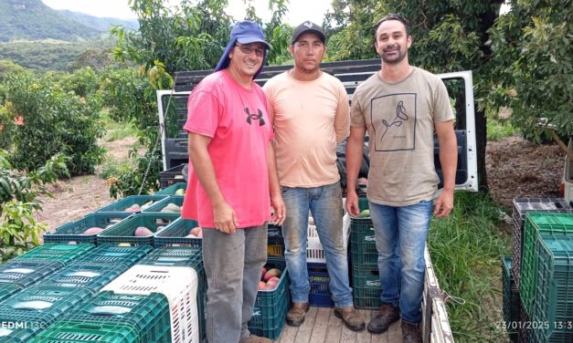 Banco de Alimentos de Formiga recebe doação de 8,2 toneladas de mangas