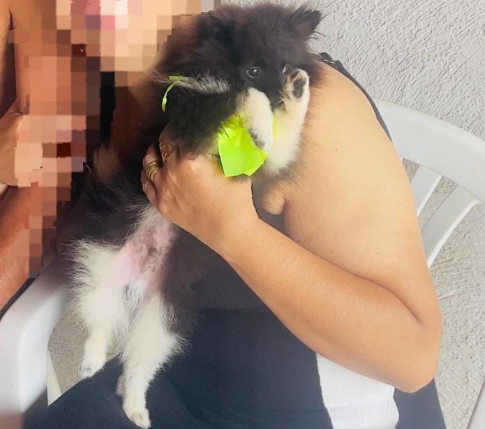 Procura-se cão desaparecido em Formiga