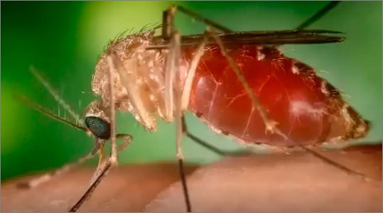 Brasil registra quase 3 mil casos de Oropouche em 2025