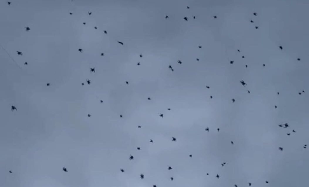 Ativista explica ‘chuva de aranhas’ em São Thomé das Letras