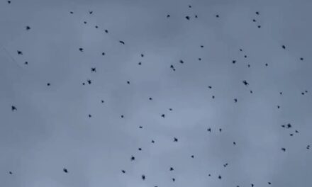 Ativista explica ‘chuva de aranhas’ em São Thomé das Letras