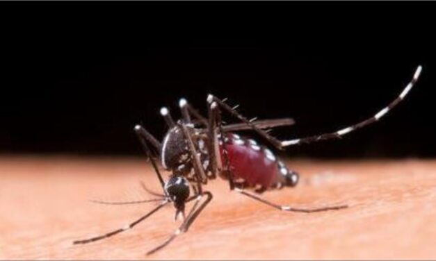 Vacinação em massa contra dengue não ocorrerá em 2025