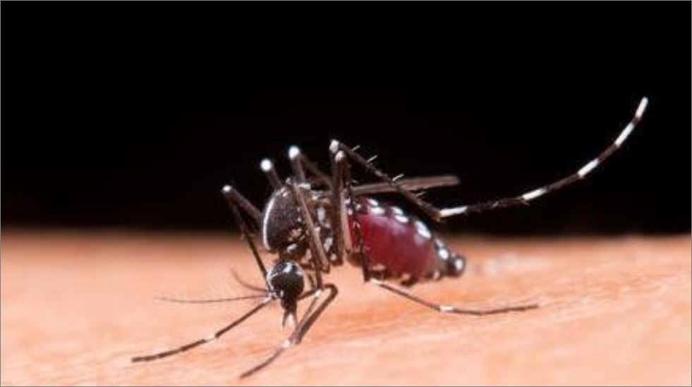 Minas registra primeira morte por chikungunya em 2025