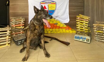 Cão farejador localiza 242 barras de maconha em Divinópolis