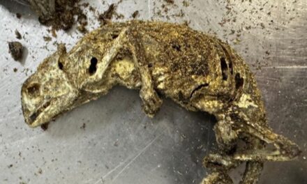 Mala com cabeça de cachorro, ratos mortos e larvas é apreendida no aeroporto de Guarulhos