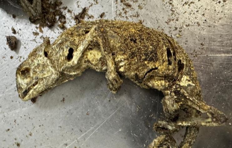 Mala com cabeça de cachorro, ratos mortos e larvas é apreendida no aeroporto de Guarulhos