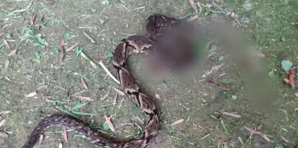 Jovem de 29 anos morre após ser picado por cobra no Sul de Minas