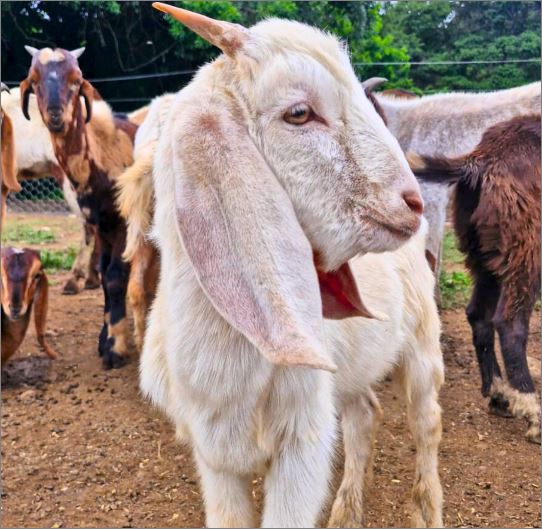 Fazenda laboratório Unifor-MG recebe animais resgatados do tráfico