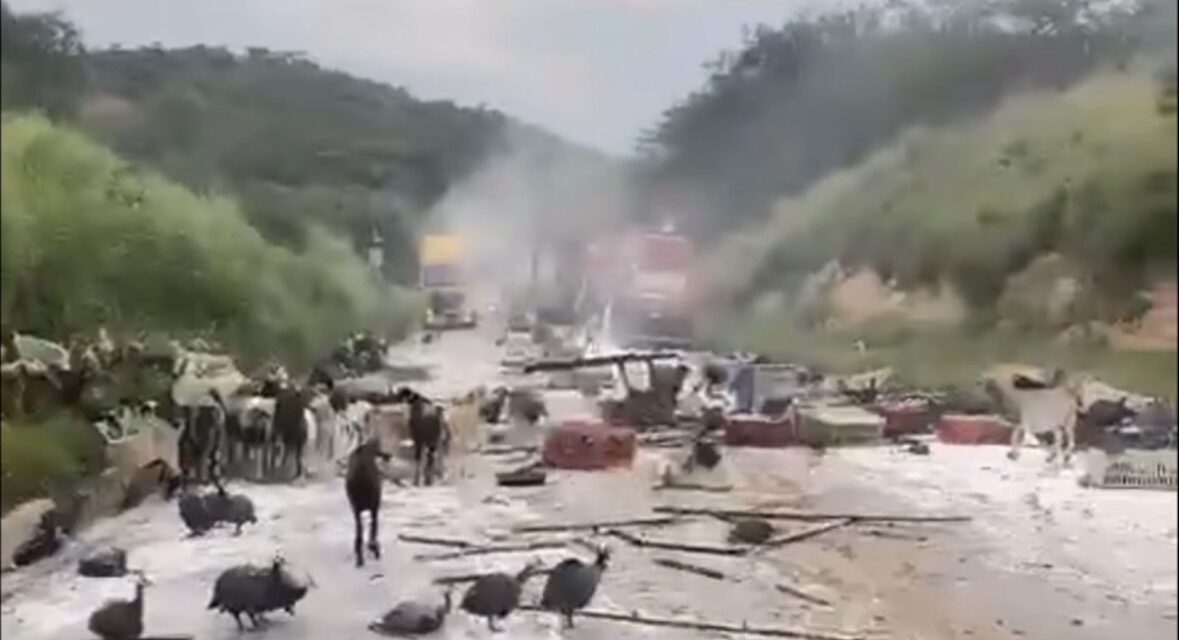 Caminhão tomba e bodes e galinhas d`angola “invadem” pista da BR-251, em Francisco Sá