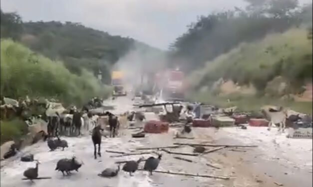 Caminhão tomba e bodes e galinhas d`angola “invadem” pista da BR-251, em Francisco Sá