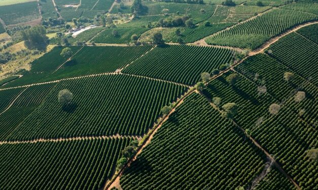 Cafeicultores  lançam marca território  