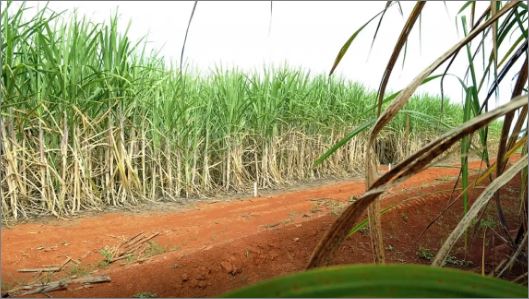 “Super enzima” de bactéria pode transformar resíduos em biocombustível