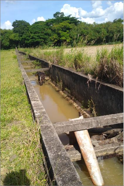 Bombeiros resgatam bezerro de canal pluvial em Lagoa da Prata