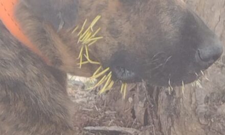 Formiga: bombeiros resgatam cachorros feridos por espinhos de ouriço-cacheiro