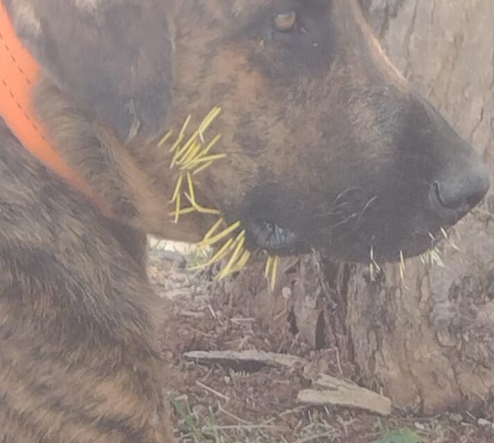Formiga: bombeiros resgatam cachorros feridos por espinhos de ouriço-cacheiro