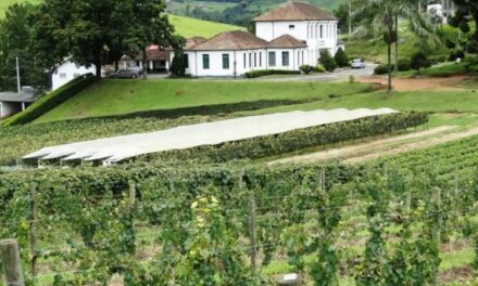 Epamig lança vinho rosé  