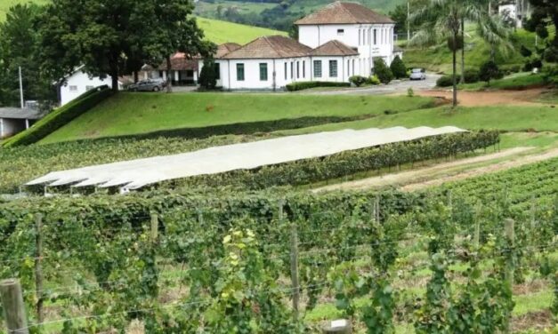 Epamig lança vinho rosé  