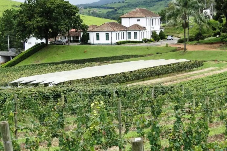 Epamig lança vinho rosé  