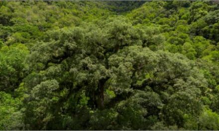 Instituições financeiras têm baixo desempenho em sustentabilidade